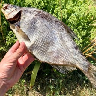 Лящ патраний 100г