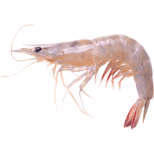 Гастрономія