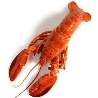 Pan Bogavante