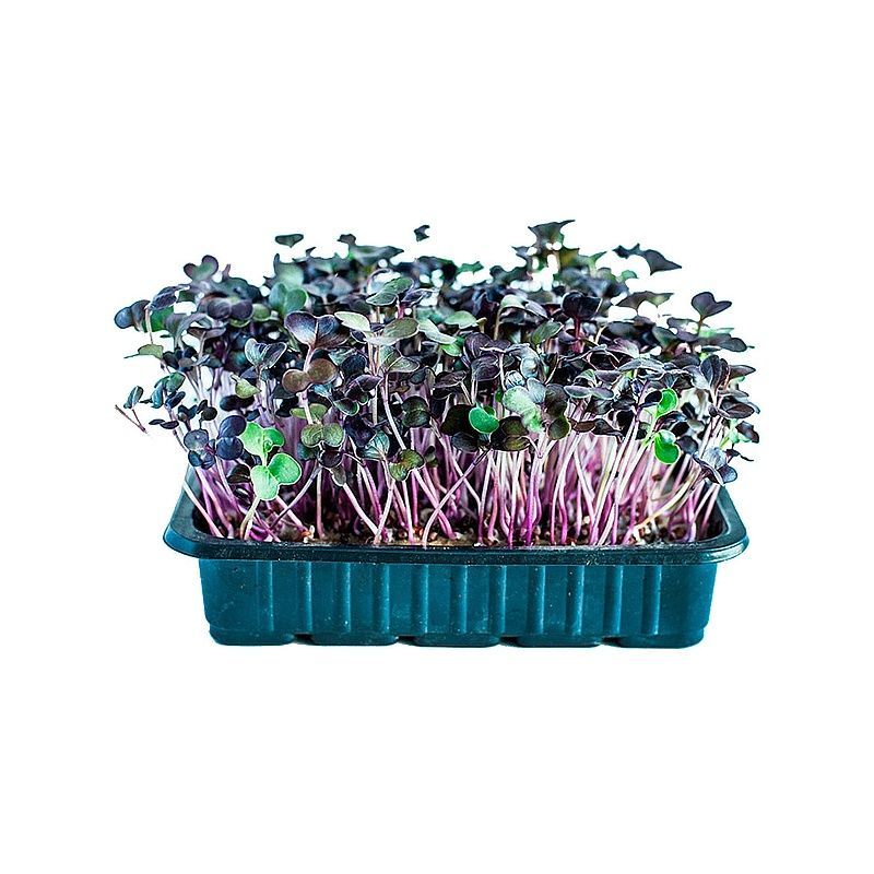 Зелень и салаты