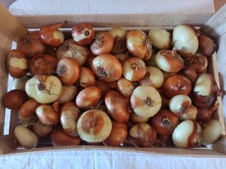 Domaća žuta kapula 1 kg