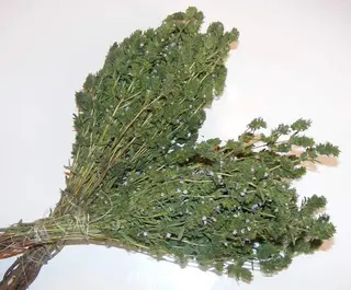 Cimbru