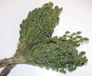 Cimbru