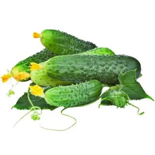 Castravete cornichon