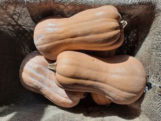 Ორგანული Გოგრა 1ც 1.8-2კგ