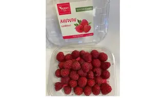 ჟოლო