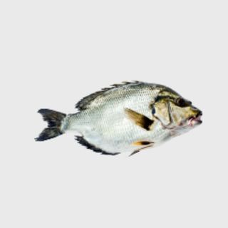 White Snapper KG