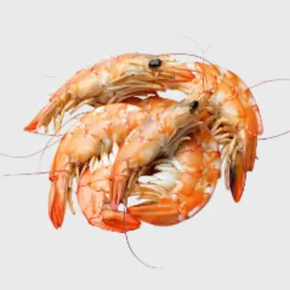 Jumbo Prawns KG