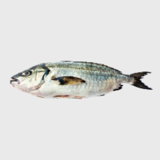 Rabbit Fish /Tafi KG