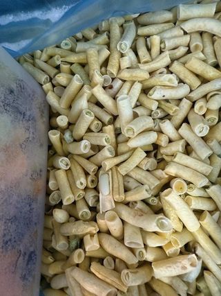 BORANIJA ŽUTA SMRZNUTA RNF