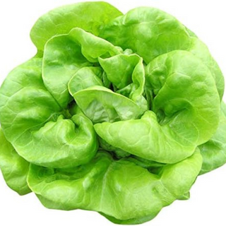 Laitue Butterhead () par Pièce