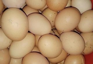 Domaca jaja 5 komada