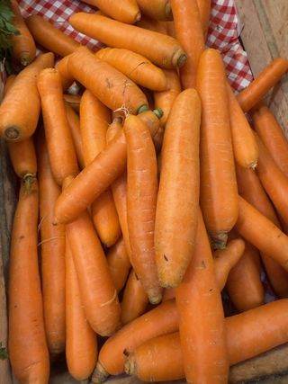 ŠARGAREPA MLADA  VEZA