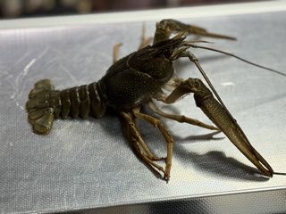 Раки живі розміру ХХЛ