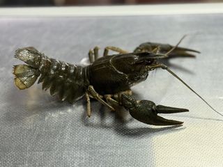 Раки живі розміру ХЛ