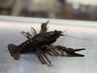 Раки живу розміру М