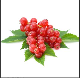 Ribizla domaća 125 g