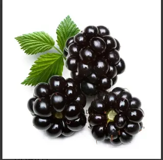 Kupina pak 200g