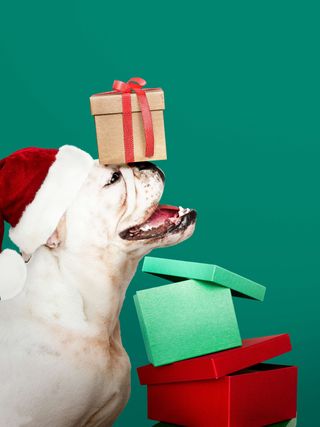 Doggy Caja Sorpresa Navidad