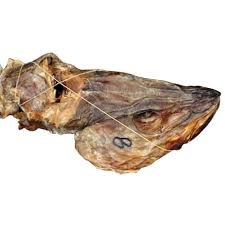 Stockfish Head