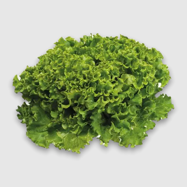 Alface Verde Frisada 1un