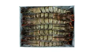 Krewetki Black Tiger 6-8 z głowa (krewetki tygrysie) - 800 g
