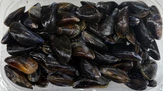 Małże mule imperial