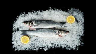 Labrax okoń morski patroszony