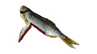 Suszona Płoć z Kawiorem XL