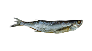 Ciosa suszona