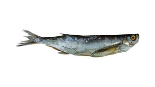 Ciosa suszona