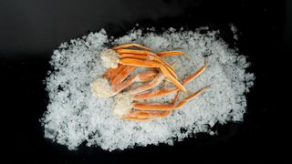 Krab sniezny mrożony(nogi)