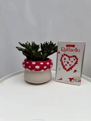 Poklon kutija Raffaello & Succulent lončić