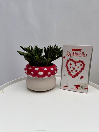 Poklon kutija Raffaello & Succulent lončić