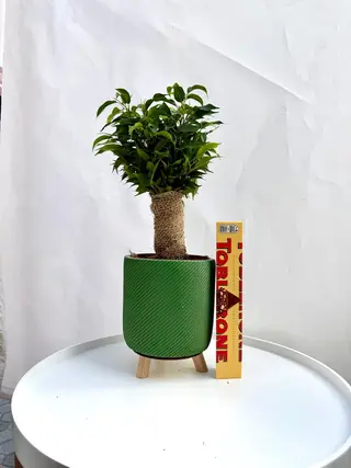 Poklon kutija čokolade Plant & Toblerone