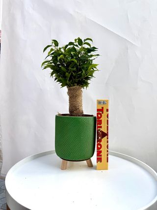 Poklon kutija čokolade Plant & Toblerone