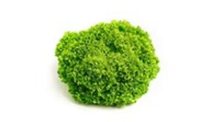 Sałata karbowana zielona 1 szt