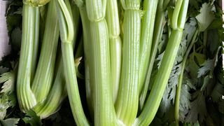 Seler naciowy z liściem (Duży)