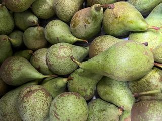 Gruszka konferencja 1 szt. ok. 300-350 g