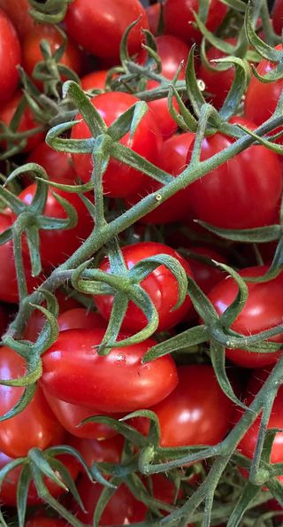 Pomidory koktajlowe gałązka 0,5 kg