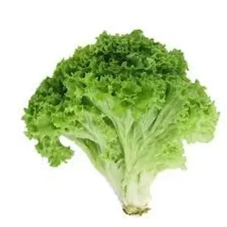Green Lettuce