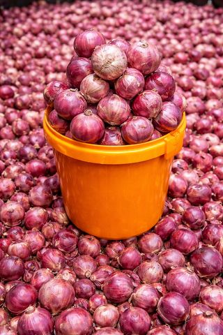 Red Onion Full Paint