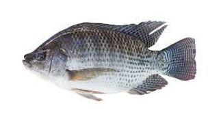 Tilapia Fish Per KG