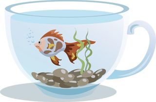 Coupe Poisson Dorée 290gr