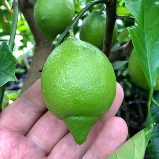 Cytryna "verna" - Tr 0,25kg