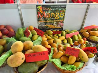 Манго-ферії (14г)