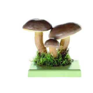 Podgrzybek Brunatny - 20g