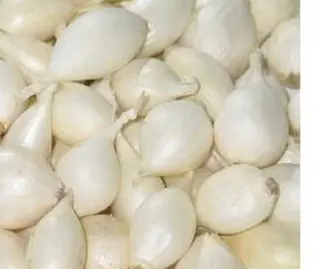 Cebula Czosnkowa 500g