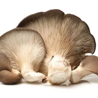 ხის სოკო 500 g