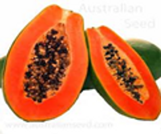 Australian Seed Red Pawpaw, Medium